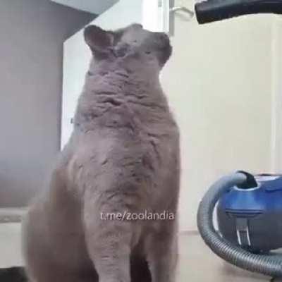 My favorite vacuum cleaner