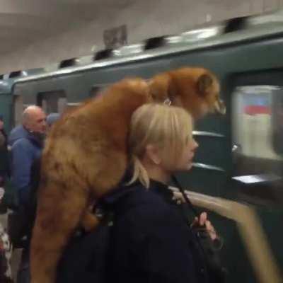 Fox just hanging out on the subway caw caw