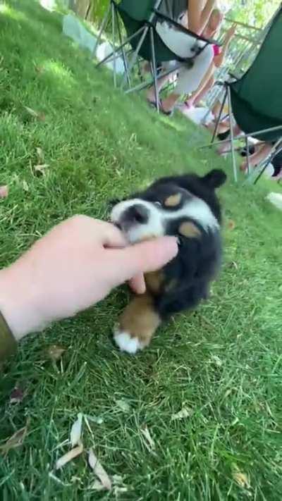 Meet my brother-in-law’s new pup Goose.