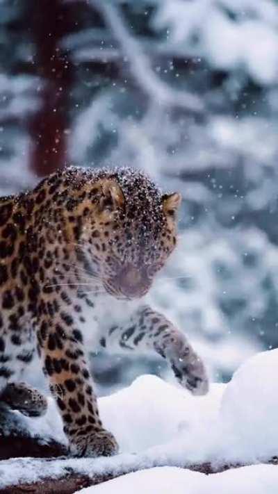 🔥Magnificent Amur Leopard during the snow..