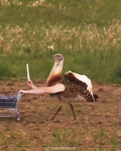 If birds are not real, then how do you explain this?