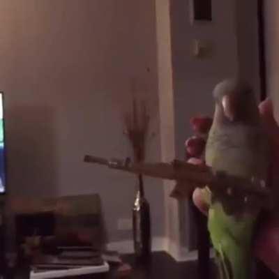 BirbgoesRATATATATA