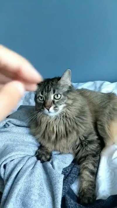 Wow what a beautiful cat