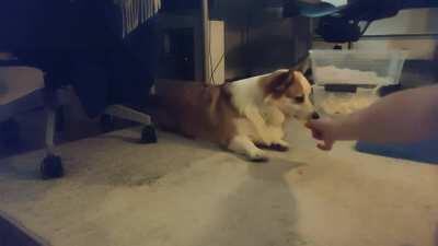 Guess who did NOT eat their vegetables this Thanksgiving?