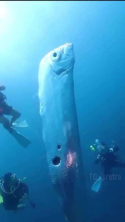 Giant oarfish