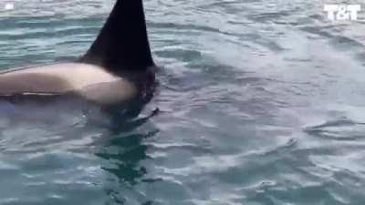Otter leaps onto boat to escape death by Orca
