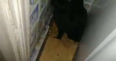 The hatch of feline fortune. Summons 1000 cats, all loyal to you.