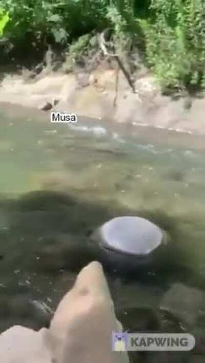 Musa when they survived a combo