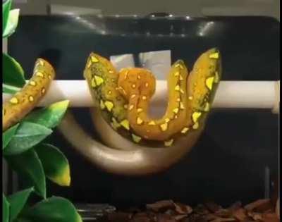 A snake curling for a nap