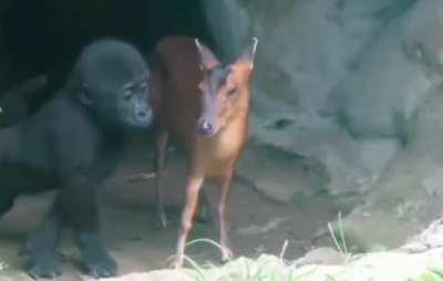 Baby gorilla interacts with baby deer