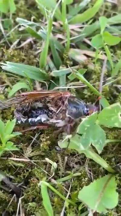 Жук зомбайн