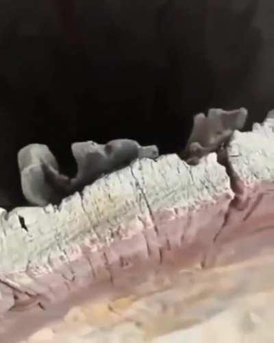 Drone trying to take three kittens into hostage caught on camera 📷