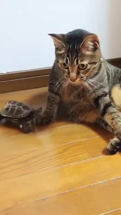 Turtle: Look at ME
