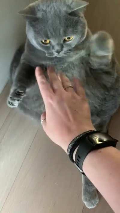 A bit more of the Queen of Chonks. (Though she might look very overweight, she is not. She has severe scoliosis which makes her body a lot shorter and rounder. She’s happy & pain-free!)