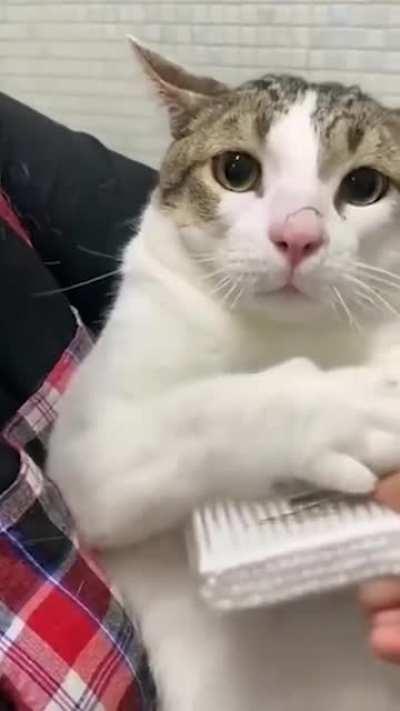 This cat's face is soooo cute i can't!!!!