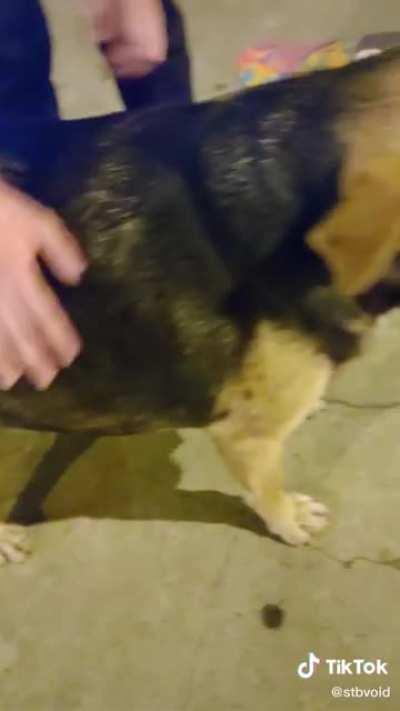 Perro watón 😎👌