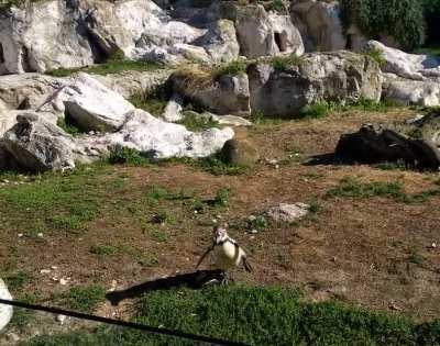 Penguin chasing a butterfly
