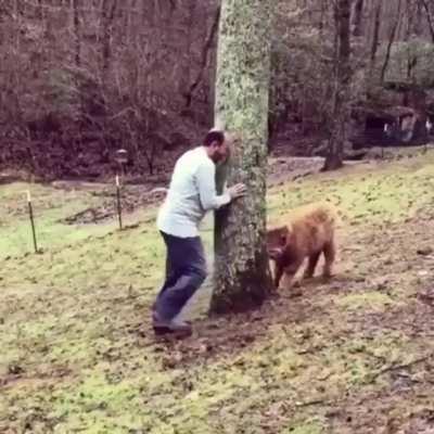 Calf plays hide n seek