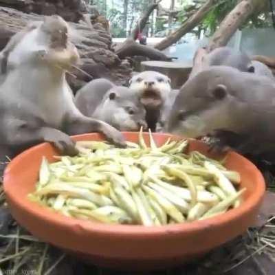 Otters enjoying a nice family dinner