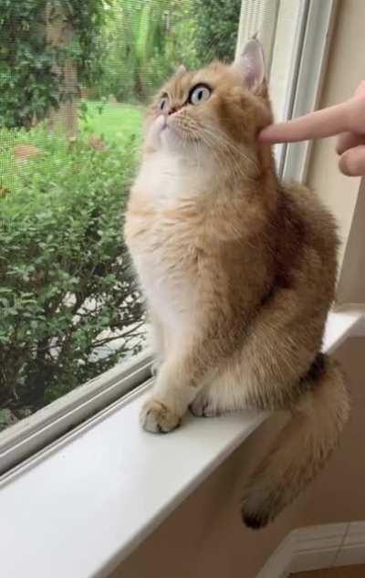 Just ignore this human and he will stop... Or not...