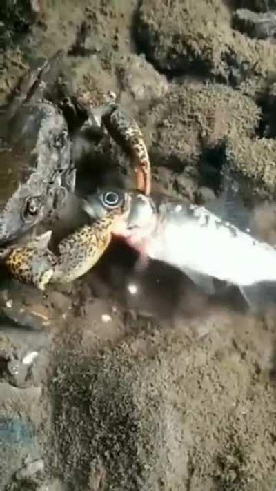 🔥 A crab preparing its meal
