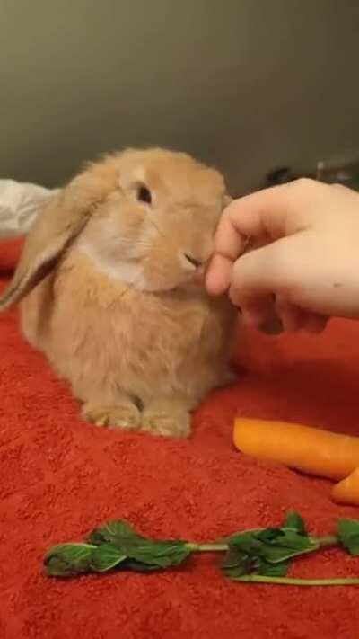 My little man aka post-neuterchamp.