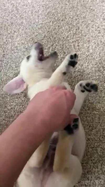 Don’t be deceived, he only wants to bite