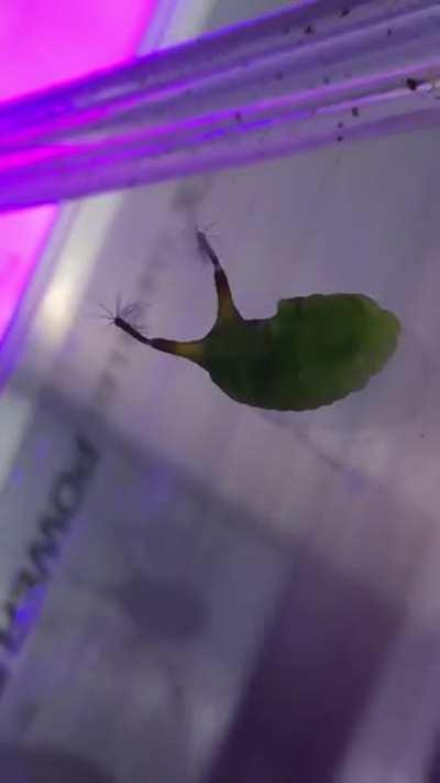 guys what kind of floppa is this?