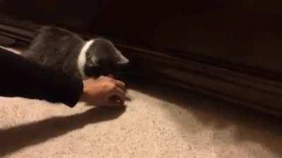 Cat getting a treat