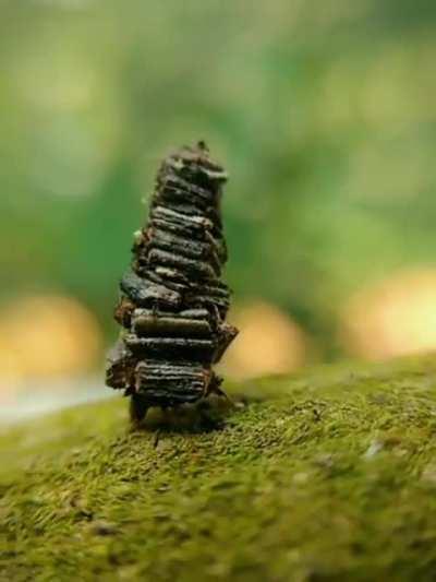 🔥 Bagworm moth caterpillar 🐛
