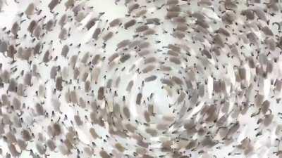 Reindeer forming a &ldquo;cyclone&rdquo; to avoid any single member from targeting by a predator