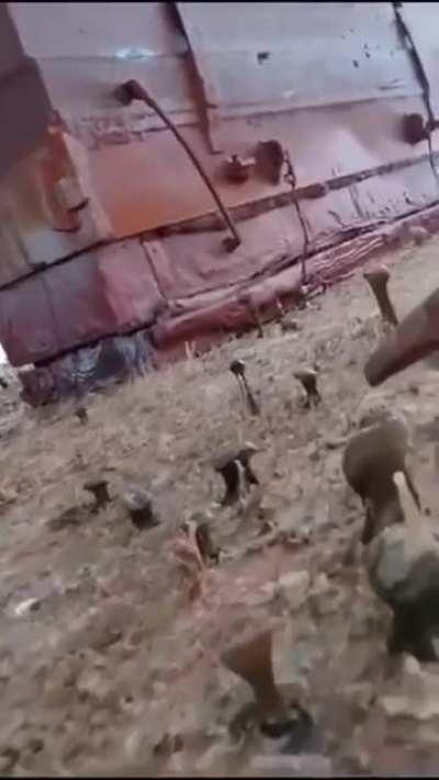 Alien looking things. What are they?