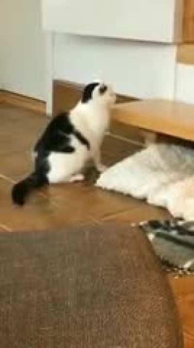 How do I know my cat won't survive in the wild