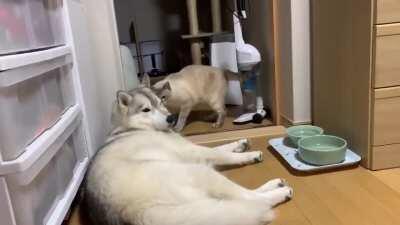 You sneak past your target, then go for the kill