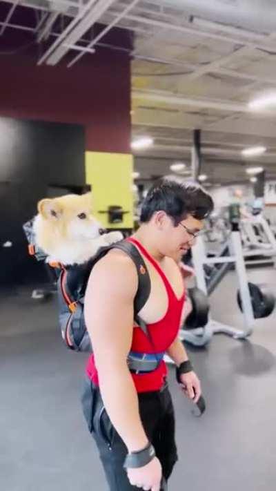 Maxine the Fluffy Corgi meets a super jacked train conductor