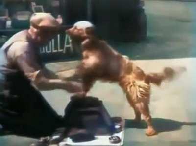 Good boi: i want it too!