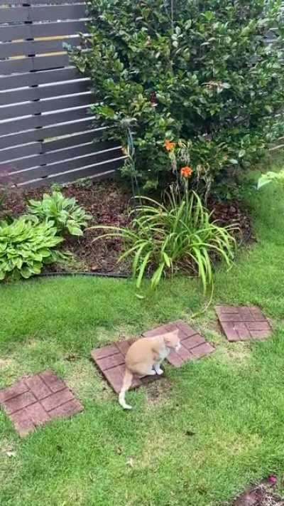 Mockingbirds harassing a cat