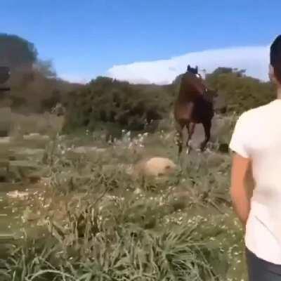 This Horse is going very crazy with this Sheep