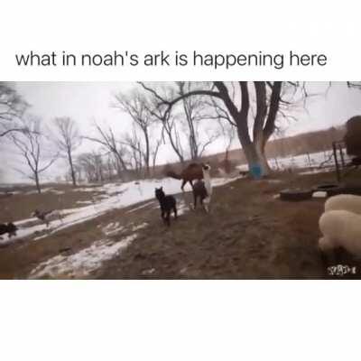 Carol woke up and chose violence