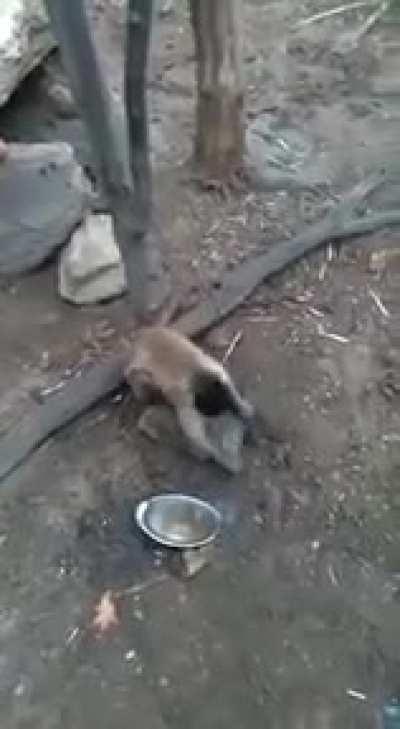 What is going on in the jungle?