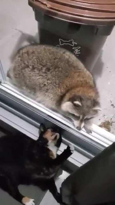 My cat Molly got a surprise visit a couple days ago...we're living on the 3rd story 😅