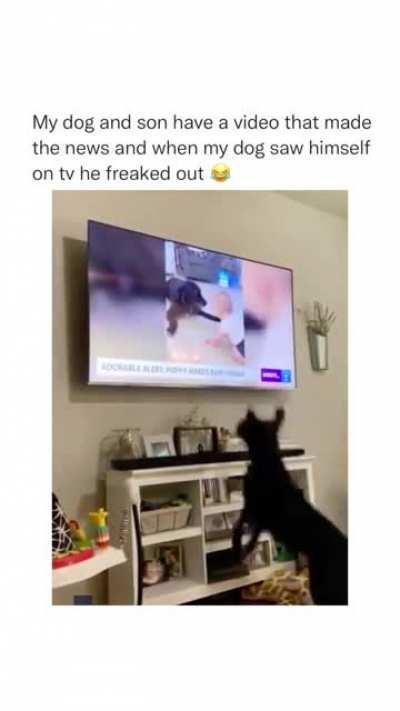 This dog had become famous 🐕 😂