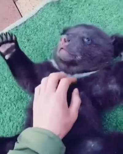 Beary good bellyrubs