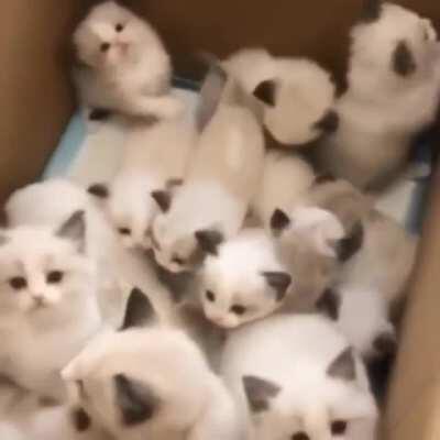 A box full of criminals