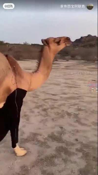 This video proves that Gilbert has no drip and is drier than a Camal. (Camal won the drip check)