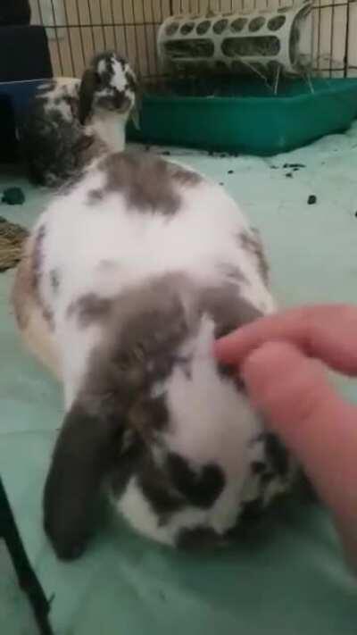 My foster bunnies! Rick and Morty were surrendered to the rescue and were not properly cared for. Rick has an eye ulcer and Morty has an eye infection, along with other minor issues. Donation options in comments. Post was pre-approved.