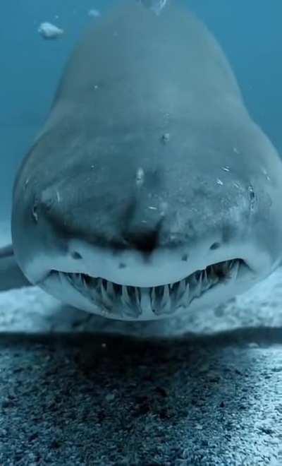 🔥 Shark greets you closely.