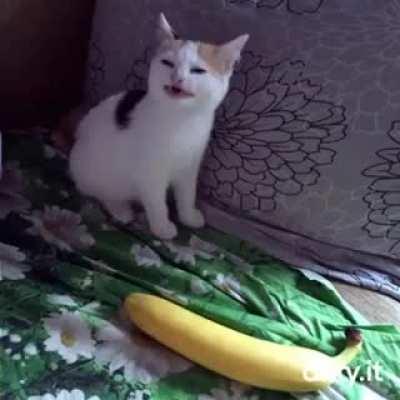 Cat no banana