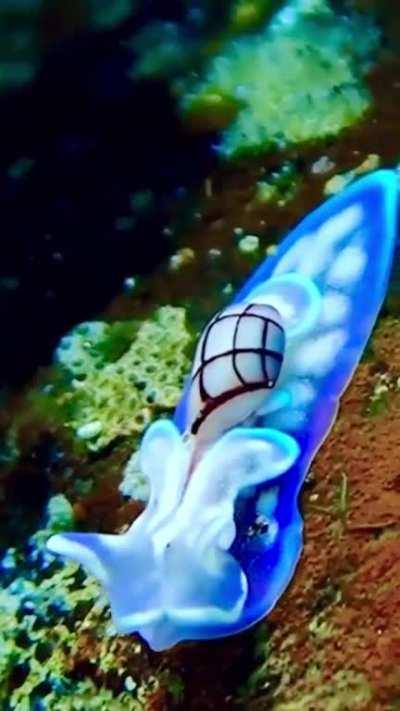 🔥 Sea slugs (Nudibranchs)