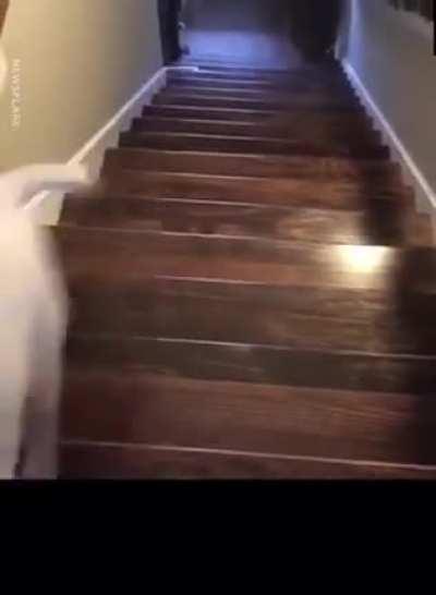 My dog people need me